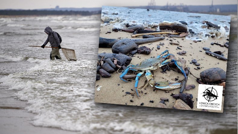 Krab kalinek błękitny pojawił się w Bałtyku (fot. Łowca Obcych/Agnieszka Wojkowska)