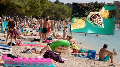 Żółw gigant sieje postrach na chorwackich plażach. Atakuje turystów [WIDEO]