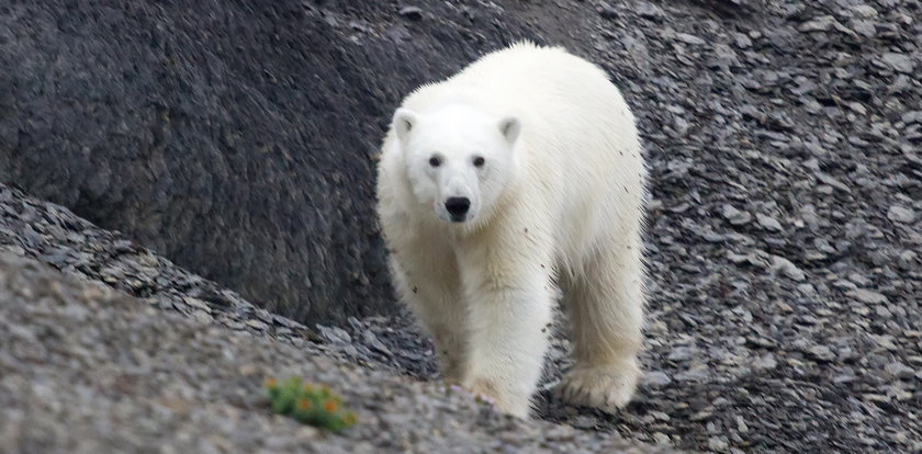 Makabryczny atak na Alasce. Niedźwiedź polarny zabił kobietę i dziecko