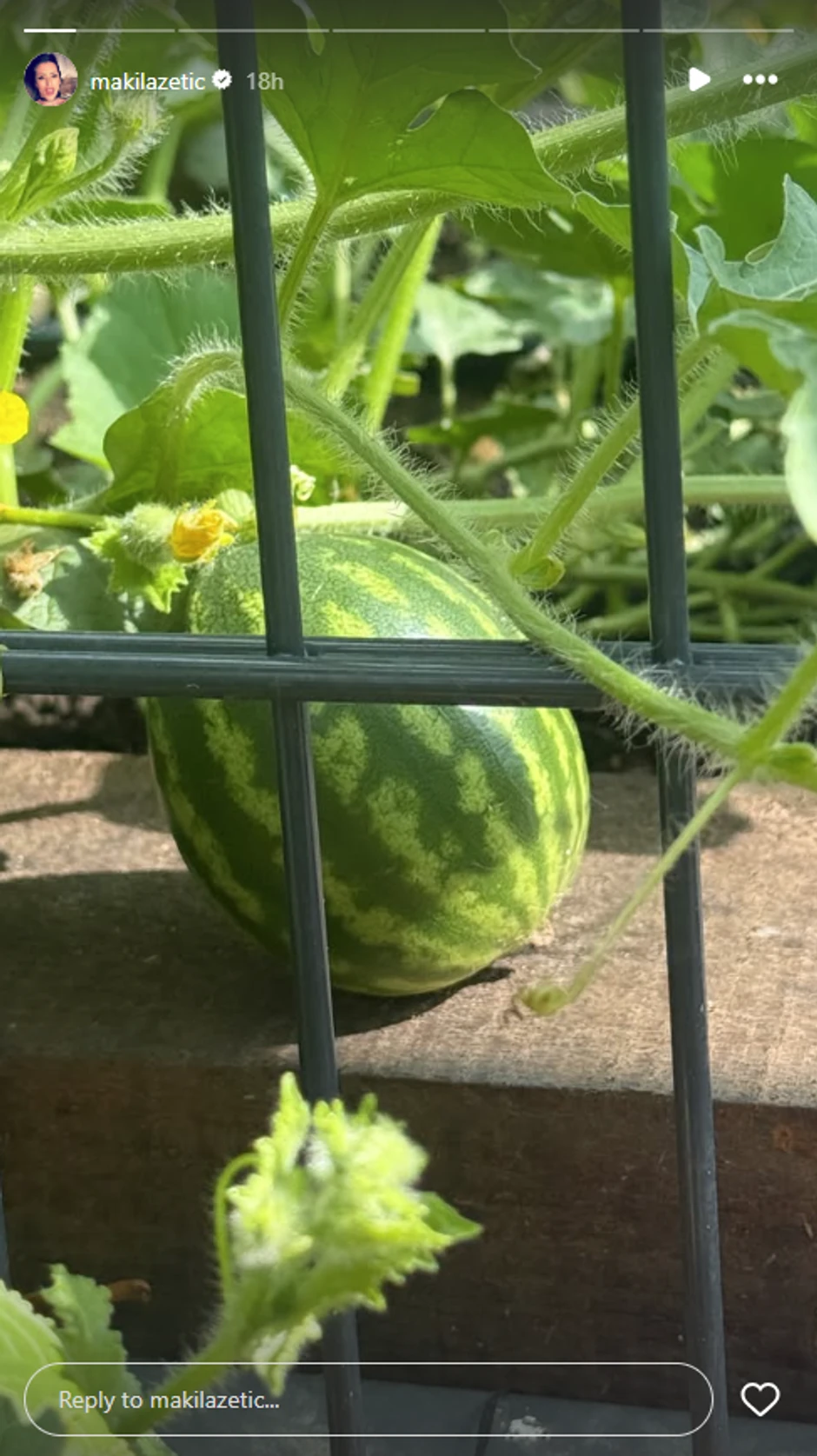 Sonja Lazetić sad gaji lubenice na raskošnom imanju
