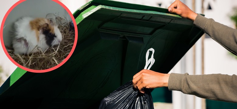 Świnka morska wyrzucona do kosza. "Okrutnie potraktowana"