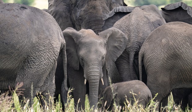 Ilustracija: slonovi