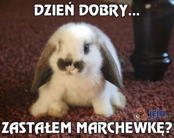 Najlepsze memy o królikach