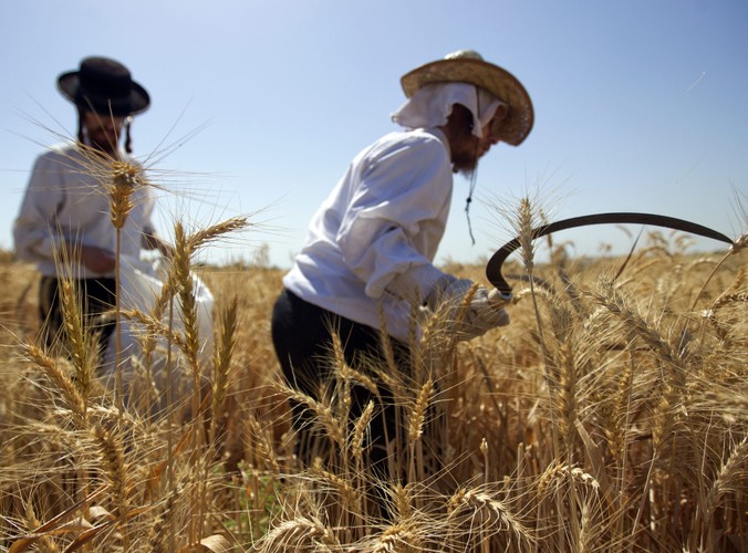 Żydowskie święto Szawuot