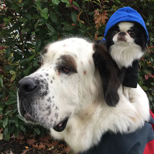 giant-saint-bernard-carries-tiny-dog-blizzard-lulu-david-mazzarella-11