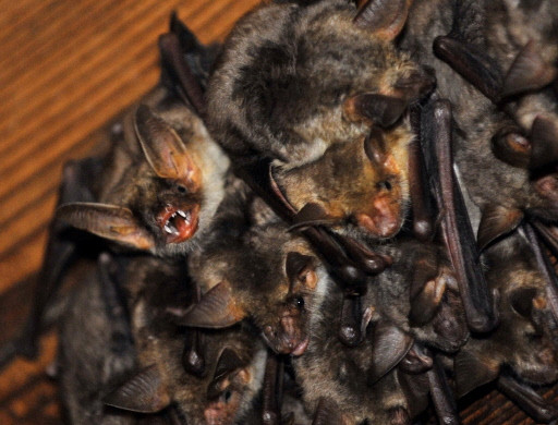 GERMANY-ANIMALS-ENDANGERED-BATS