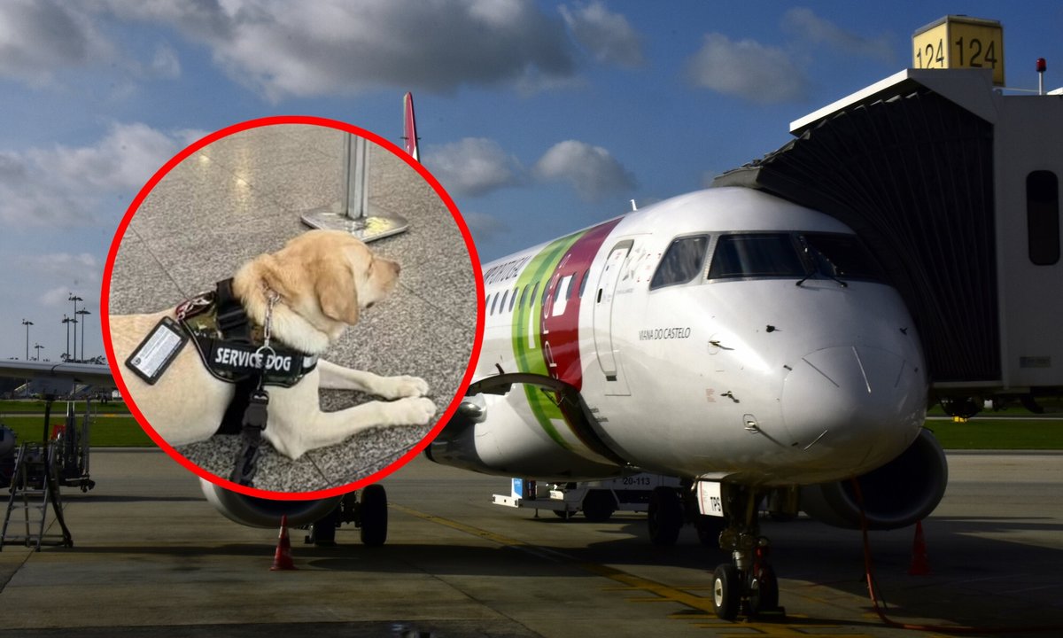 Linie lotnicze nie chcą wpuścić labradora na pokład. Teddy jest psem 12-latki w spektrum autyzmu