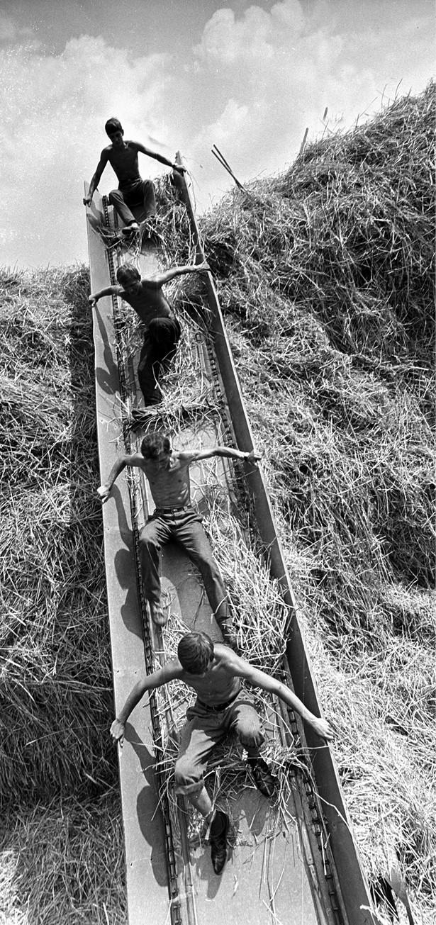 Młodzi z OHP pracujący podczas żniw w PGR w Sośnicy, 1967 r.