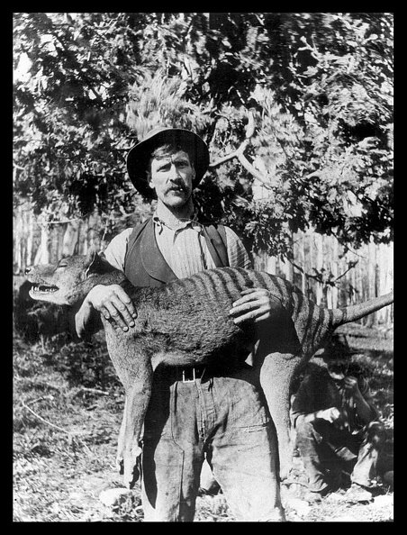 Australian hunter with a hunted Tasmanian tiger in 1925.