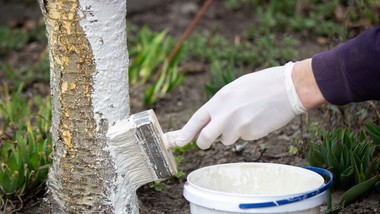 bielenie pni zimą 2026. twój sad potrzebuje ratunku w lutym
