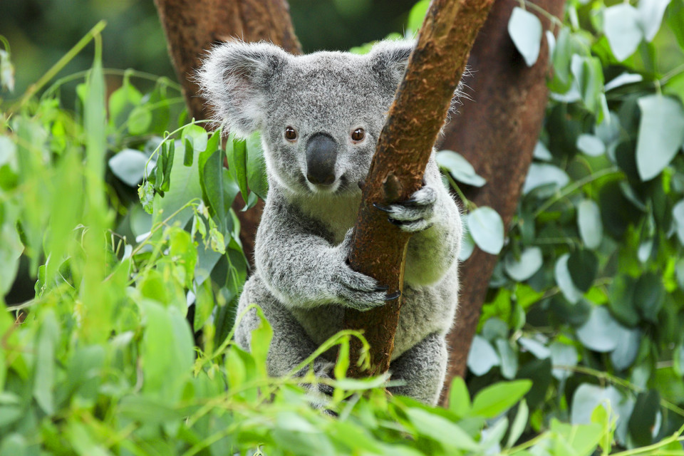 18. Przytulić koalę w Australii