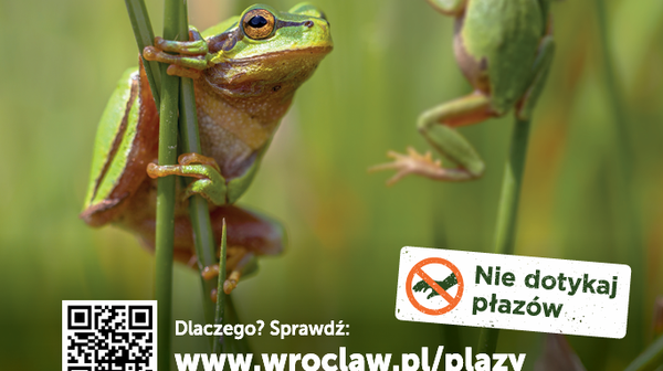 Rzekotka drzewna może zniknąć z Wrocławia, a wspiera nas jedząc komary.