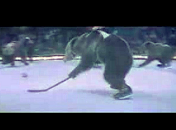 Czy niedźwiedzie umieją grać w hokeja?