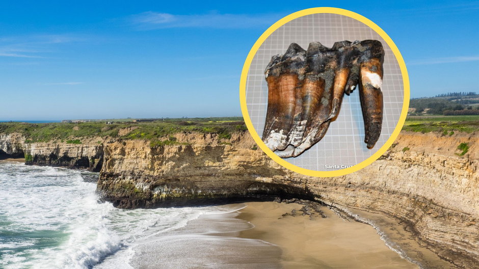 Ząb mastodonta znaleziony na plaży w Santa Cruz (zdj. Muzeum Historii Naturalnej)