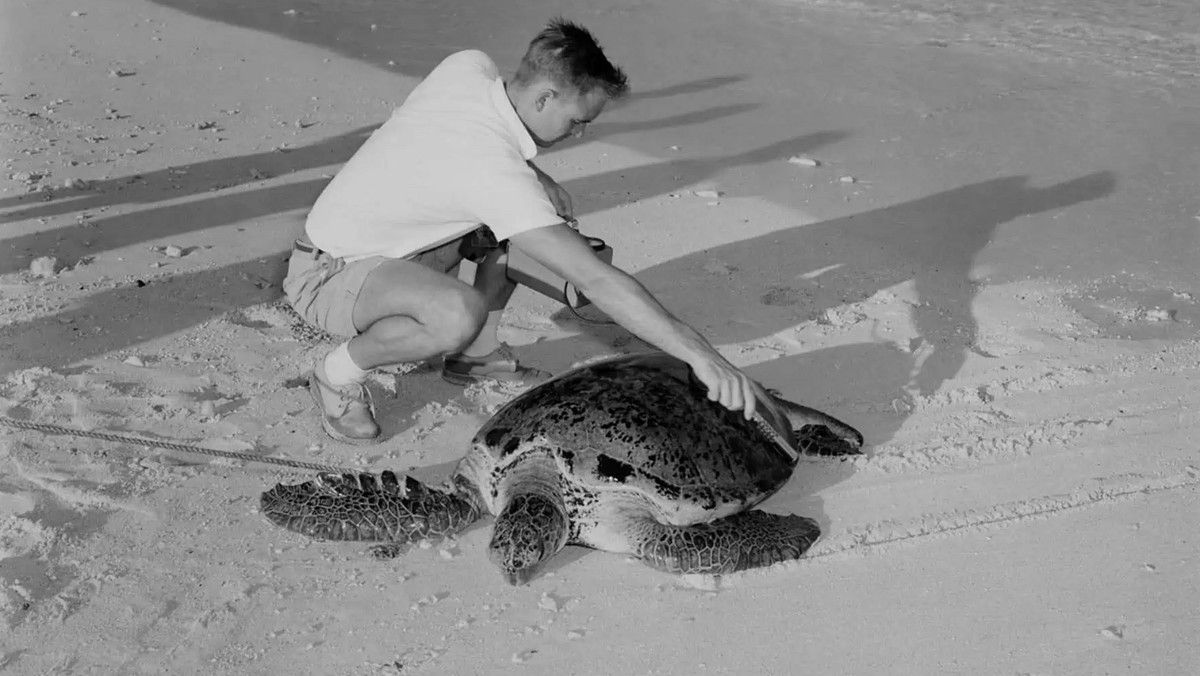 Skorupy żółwi mogą dostarczyć informacji na temat skażenia jądrowego