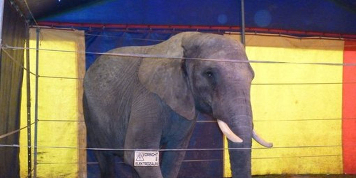 Ta słonica uciekła z cyrku i zabiła mężczyznę