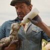 Hju Džekmen u filmu "Ovce detektivi"
