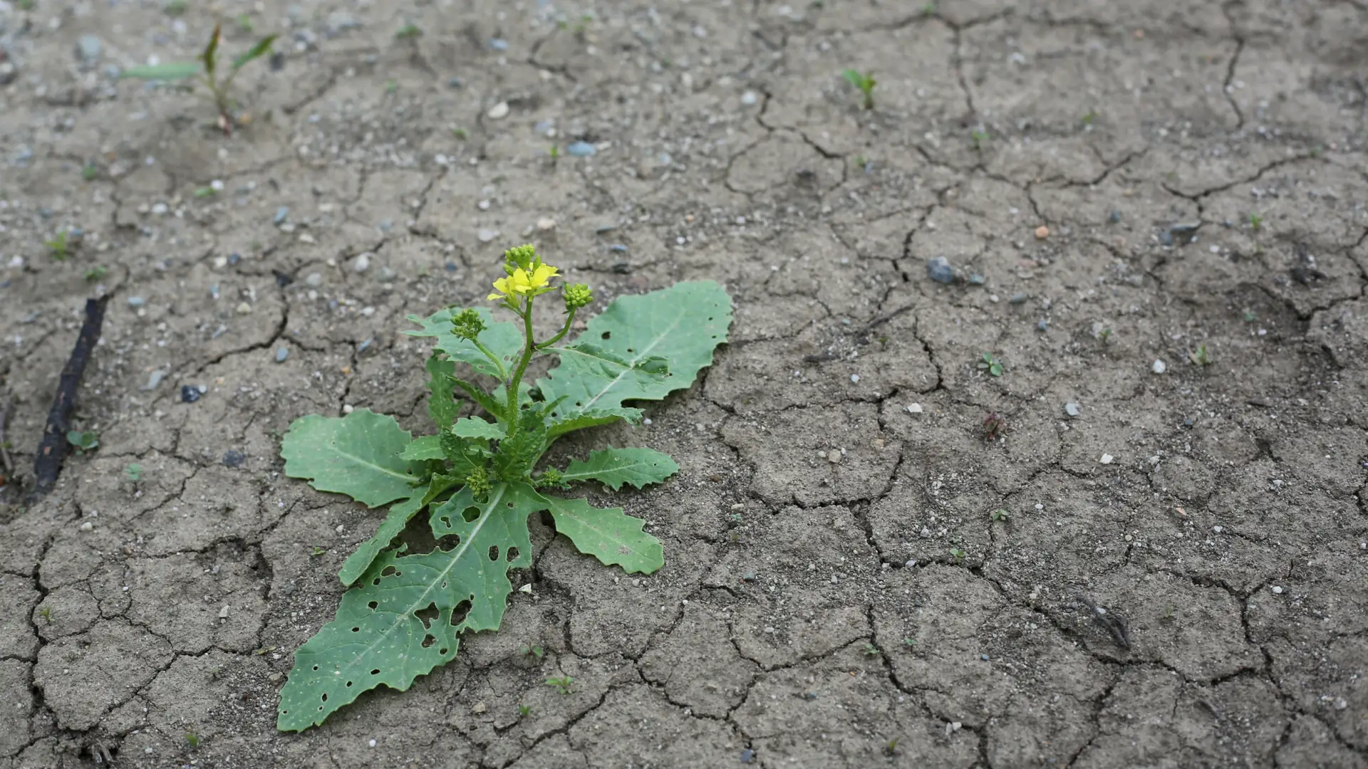 Najsuchsze miejsca w Polsce. Zmiana klimatu może zamienić je w step