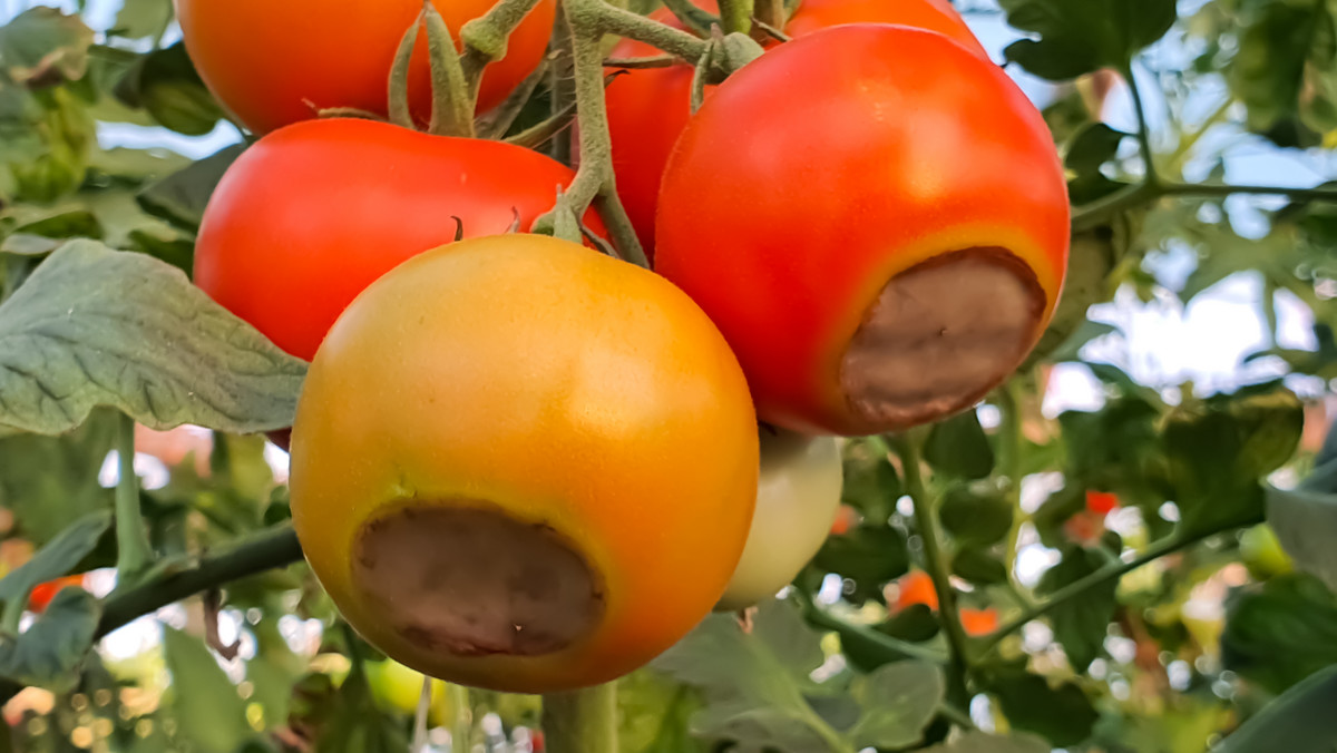 Brązowe plamy na pomidorach. W ten sposób im zapobiegniesz i je wyleczysz