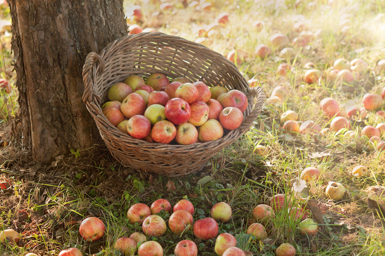 Kochaj jabłka, kochaj zdrowie, kochaj życie!