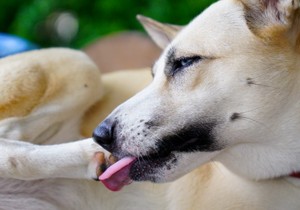 Pas liže svoje šape