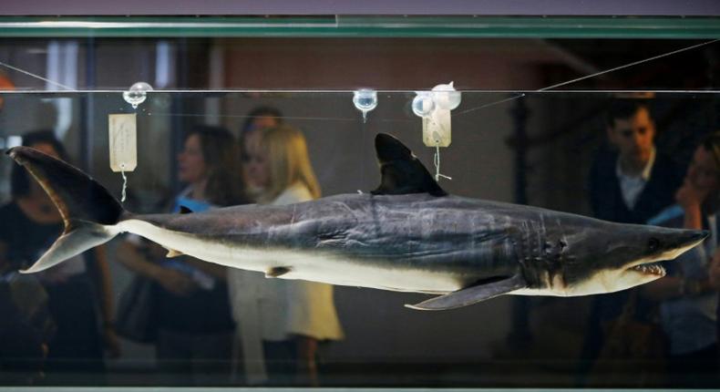 Mako sharks are often targeted for their fins which are used in shark fin soup