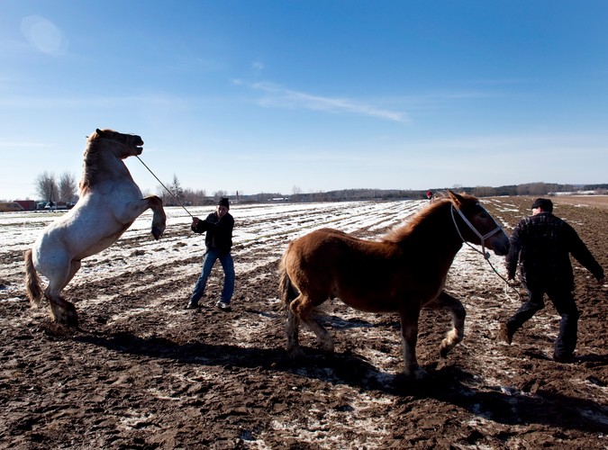 Juz poraz 366 w Skaryszewie odbyły się wstepy czyli targ koni