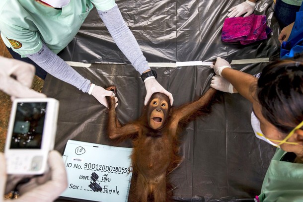 THAILAND-ORANGUTAN/