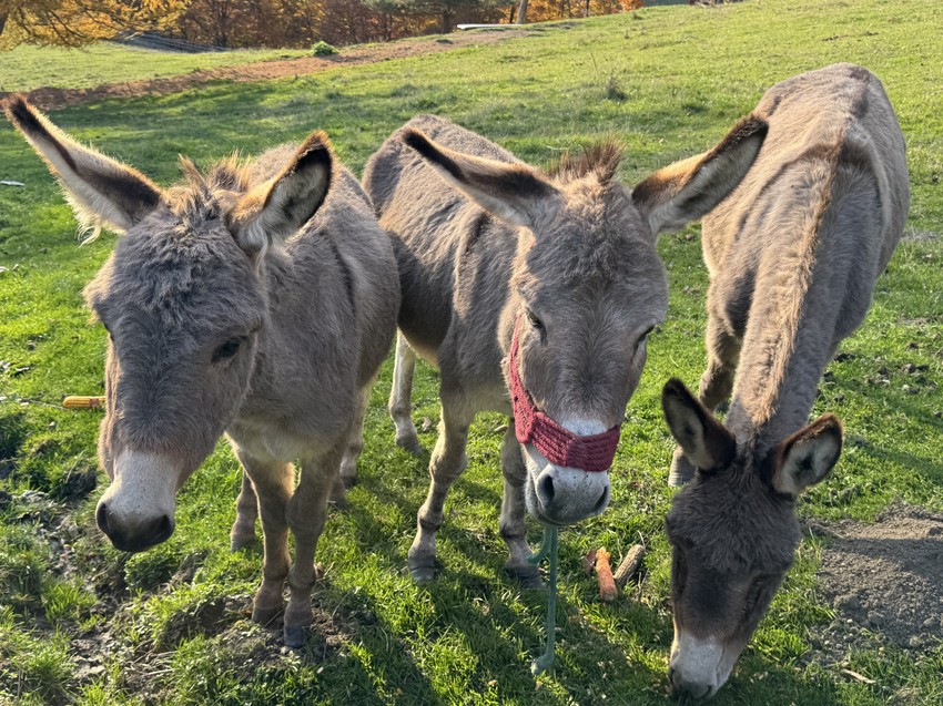 Život u divljoj, ali prelepoj prirodi nema cenu