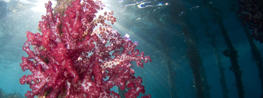 Rafa koralowa Raja Ampat