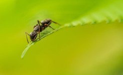 W wykrywaniu raka mogą pomóc… mrówki