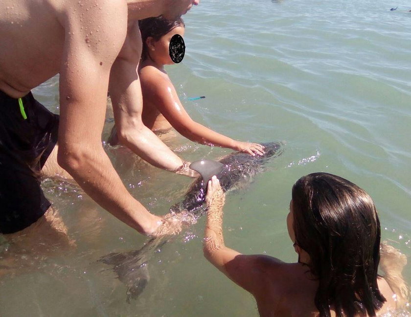 Mały delfin zginął przez selfie. Bezmyślność turystów nie zna granic