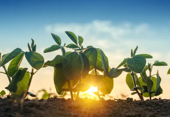 Naukowcy genetycznie modyfikują rośliny. Będą odporne na suszę i spowolnią proces zmian klimatycznych