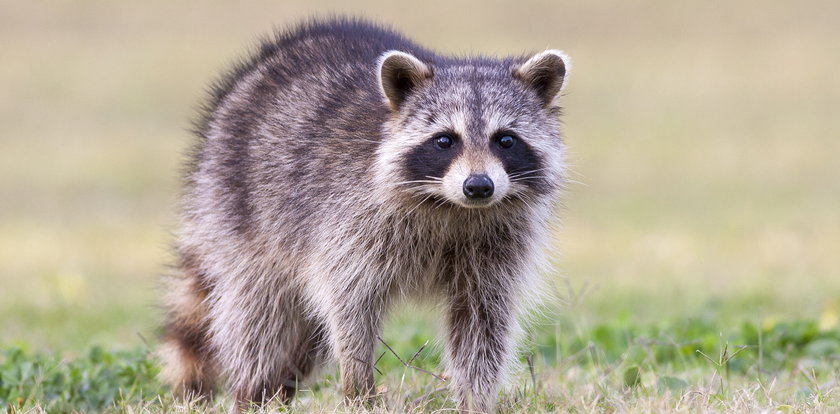 "Kto kontroluje szopa, kontroluje bieg historii" - internet wyśmiewa Rosjan, którzy w Chersoniu ukradli z zoo szopa pracza