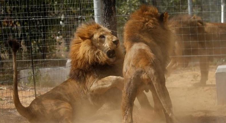Some of the 33 lions rescued from circuses in Peru and Columbia are seen as they fight after being released at their final destination at the Emoya Big Cat Sanctuary, outside Vaalwater in South Africa's northern Limpopo province, May 1, 2016. 