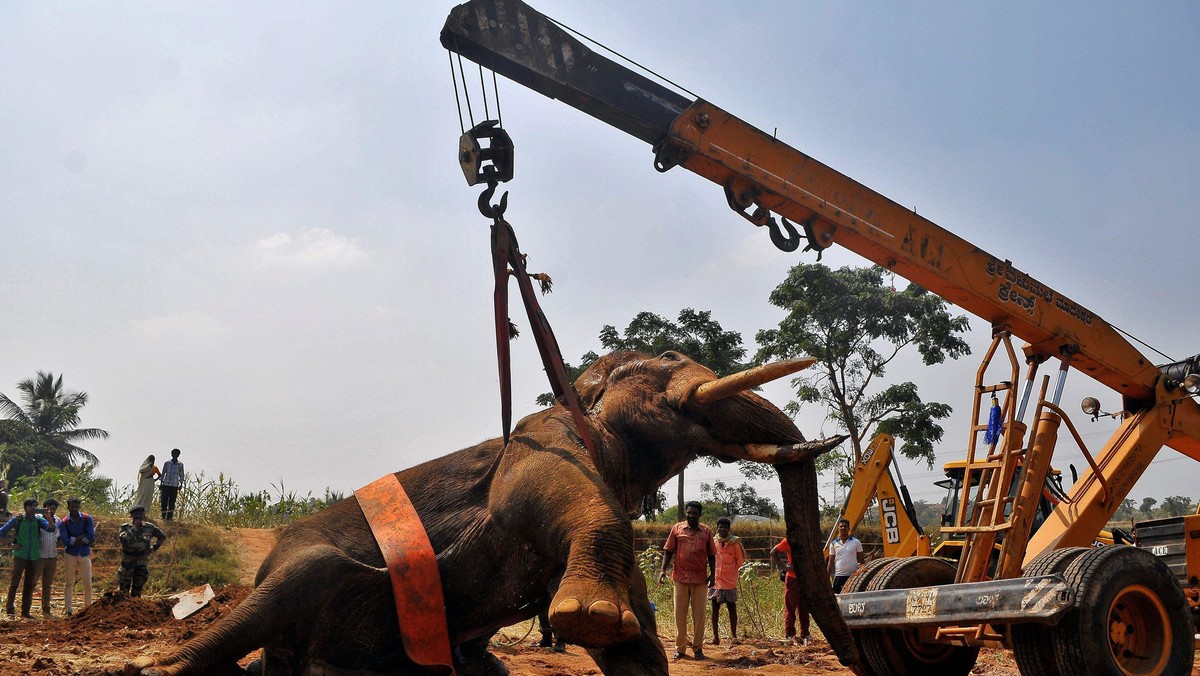 Forest officials lift an injured Asiatic elephant with the help of a crane to relocate it to a tempo