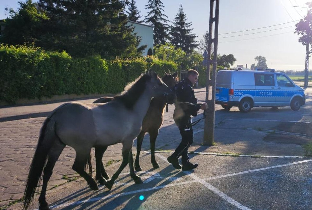 Nietypowa interwencja policji. Chodziło o konie