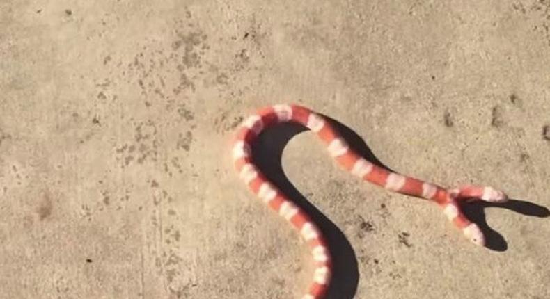 Meet the American man who owns a 'Two-Headed Albino' Snake