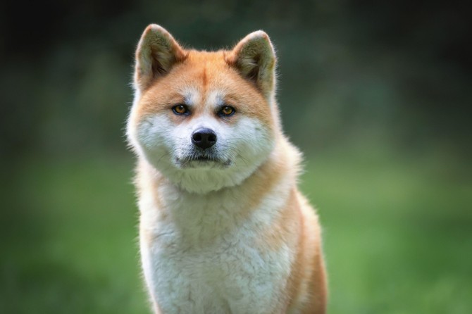 Najlepši pas na svetu - akita inu , otmene pojave i savršeno izvajane glave