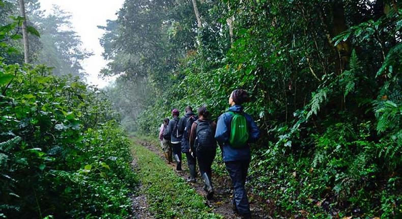 Bwindi National Park forest nature walk center