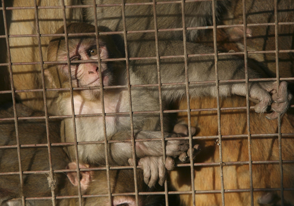 Indie: masowa sterylizacja małp