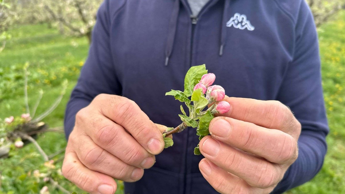 Voćari u čačanskim selima strahuju od mraza