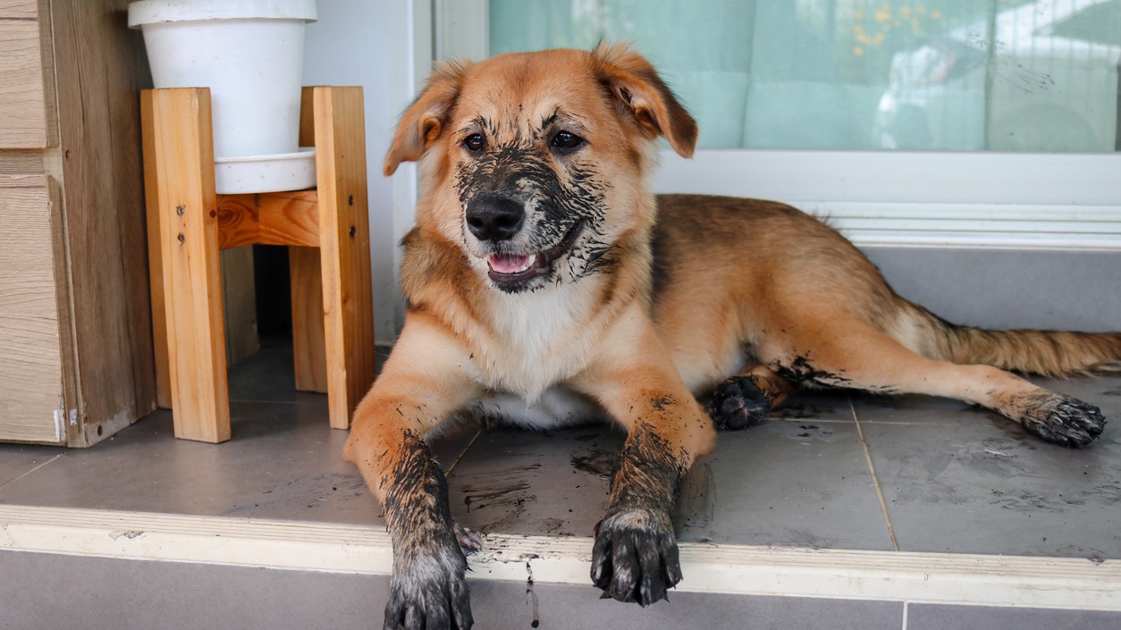 Zablatené labky a chlpy všade?