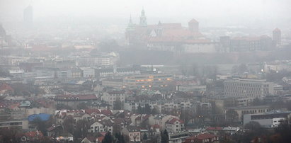 W Krakowie walczą ze smogiem... sadząc krzewy