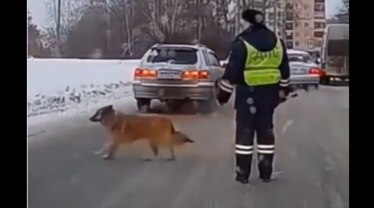 A bicegő kutyus biztonságosan kelhetett át az úton a rendőrnek hála /Fotó: YouTube/