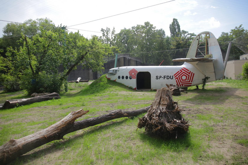 Lwy i tygrysy w ZOO w Łodzi mają nowy wybieg