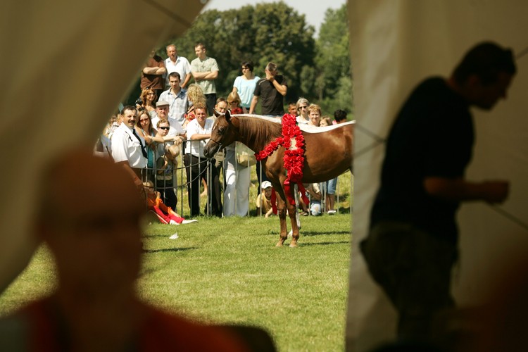 1,125 mln euro - to rekordowa cena za konia pełnej krwi arabskiej. Taką astronomiczną sumę na gali w Janowie Podlaskim zapłacił w ubiegłym roku hodowca ze Zjednoczonych Emiratów Arabskich