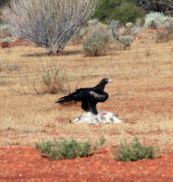 Australijska fauna