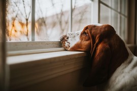 Ako ostavljate psa samog kod kuće, OVO je ključna stvar koju morate da uradite