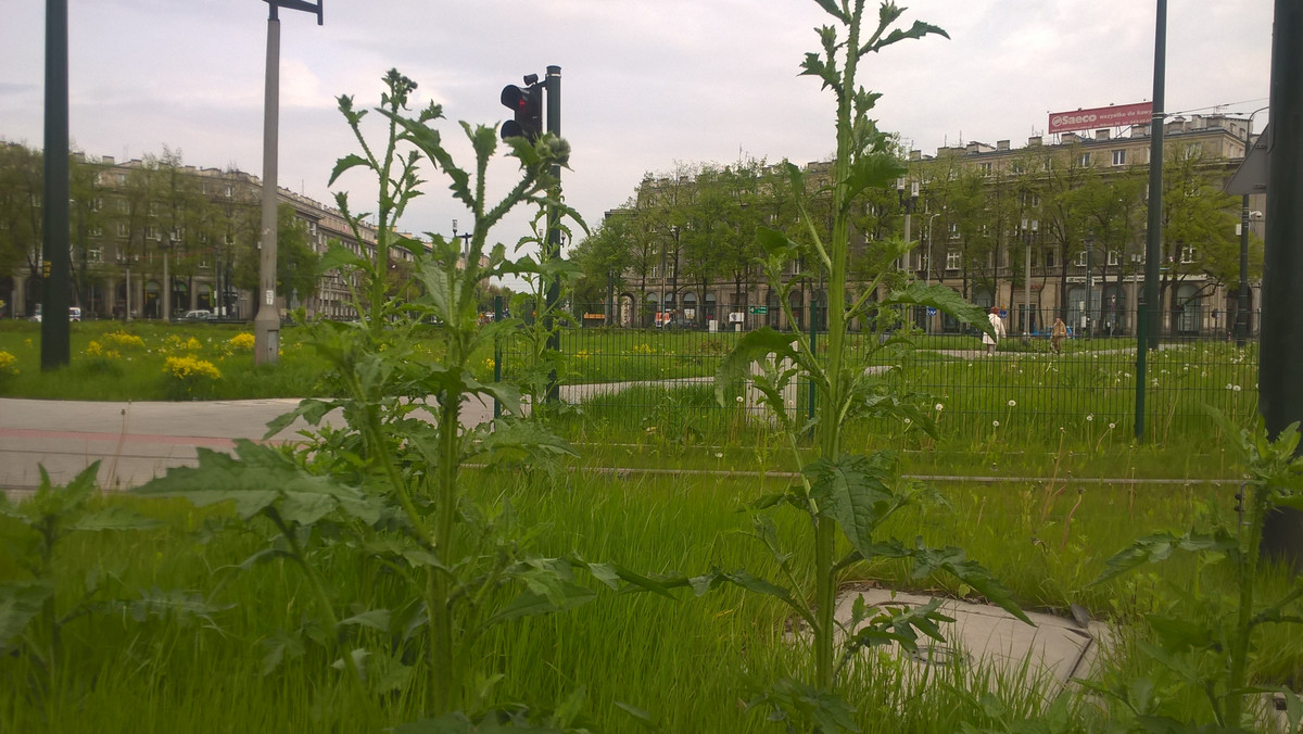 Nieskoszona trawa i chwasty mające już blisko metr wysokości - tak wygląda obecnie plac Centralny. Mieszkańcy są oburzeni, że po zakończeniu remontu skweru nikt o niego nie dba. Urzędnicy obiecują, że problemem się zajmą.